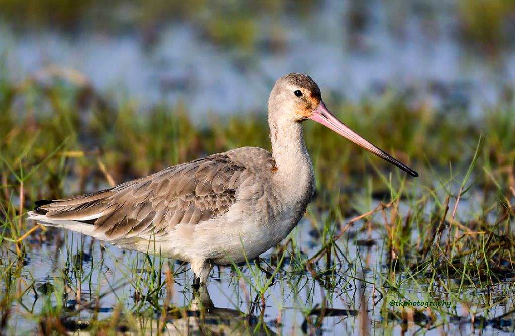 migratory birds of chilika lake