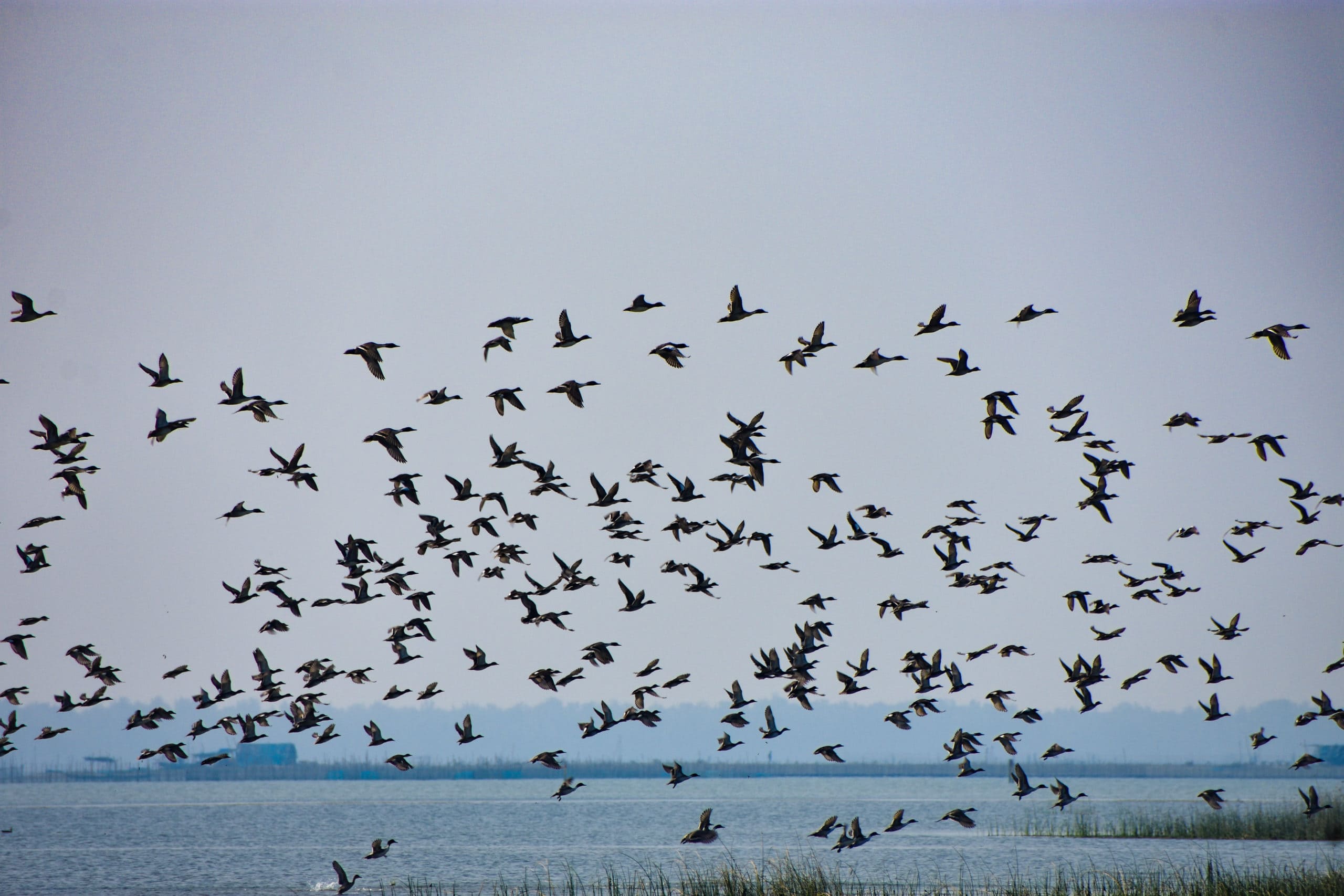 migratory birds in chilika lake