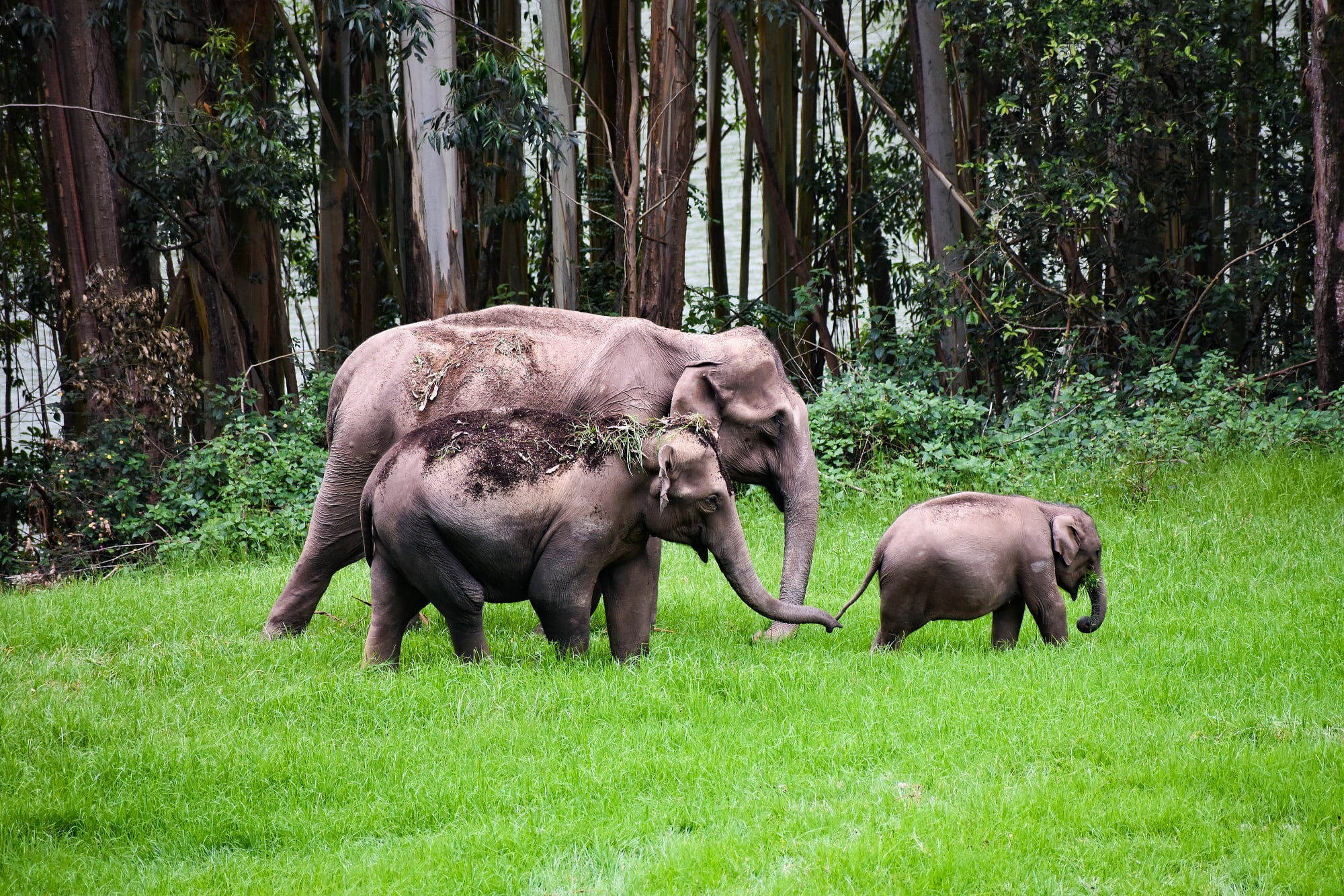 wild elephants enroute bangalore to munnar road trip