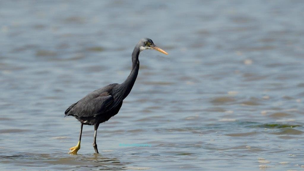 jamnagar sea beach bird