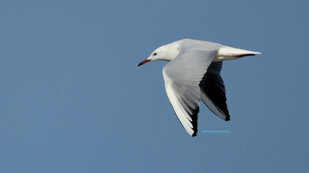 migratory birds in jamnagar