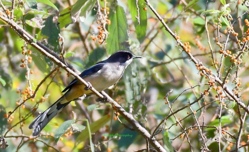 Bird Watching at Khonoma in nagaland