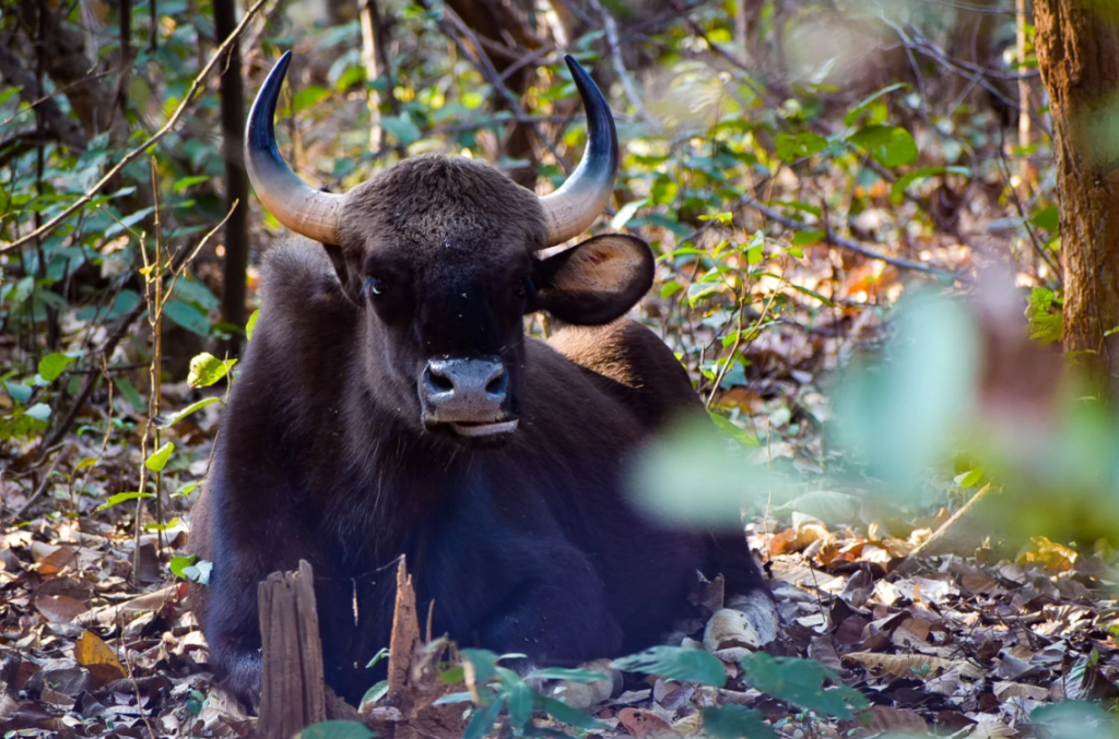 bison in debrigarh wildlife sanctuary in offbeat places in odisha