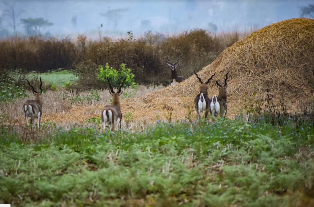 black buck deers in bhetnoi odisha
