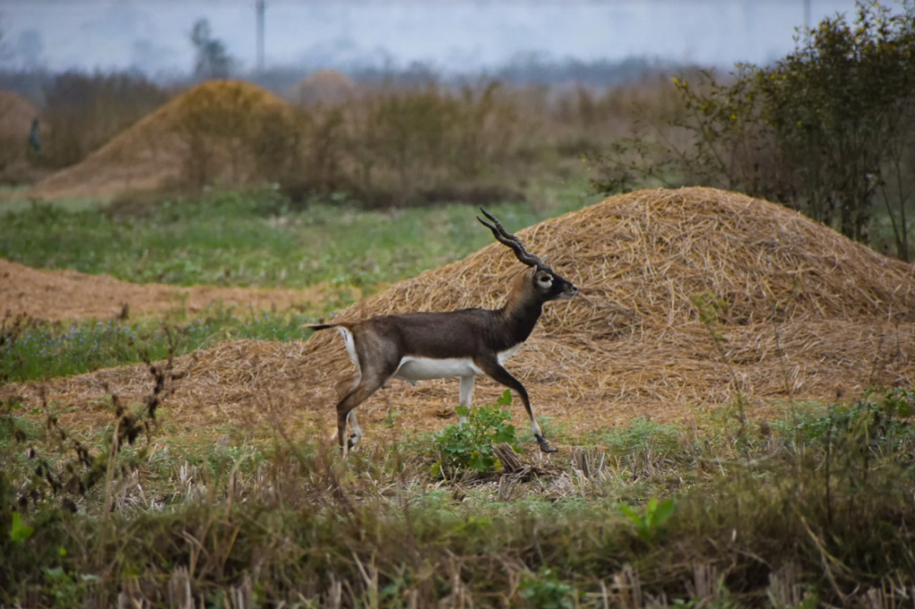 black buck deers in bhetnoi odisha