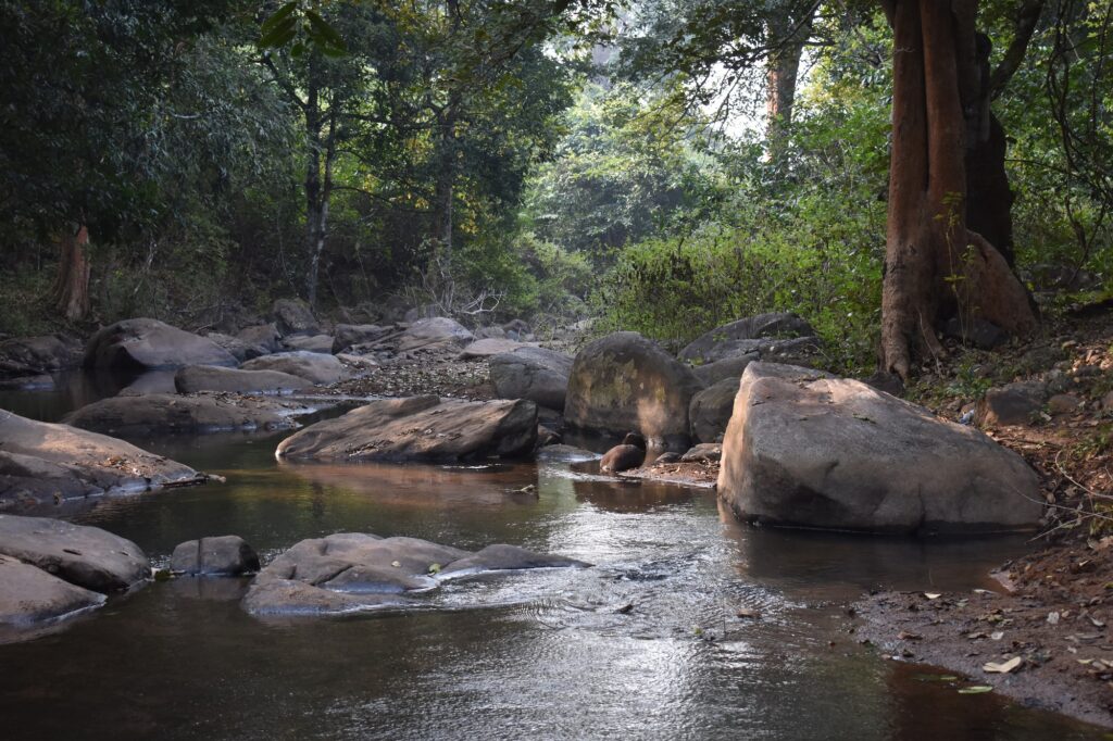Satkosia wildlife sanctuary in odisha