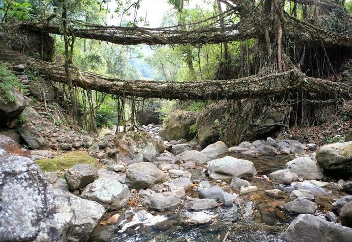 double decker living root bridge in offbeat places in meghalaya