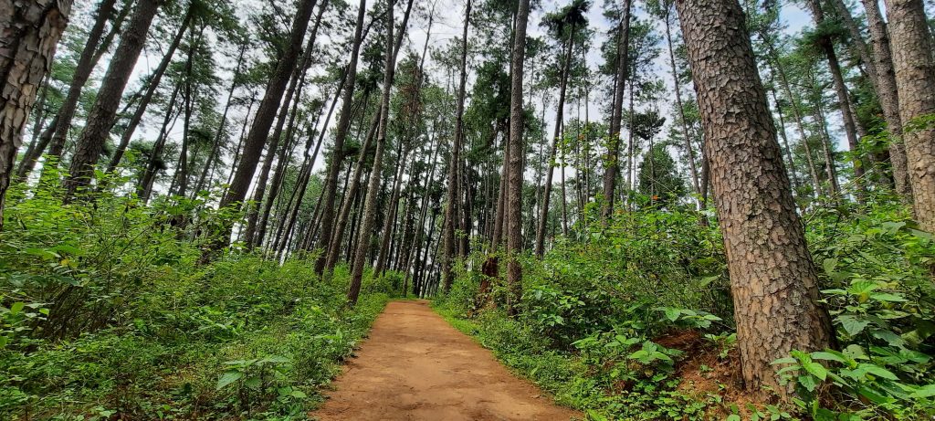 pine forest in daringbadi odisha