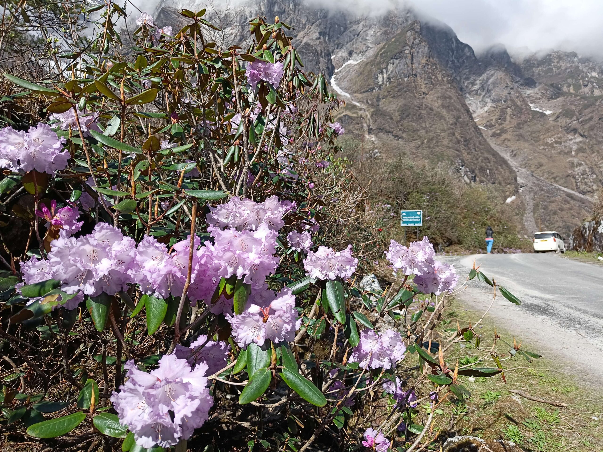 rhododendron flowers in lachung